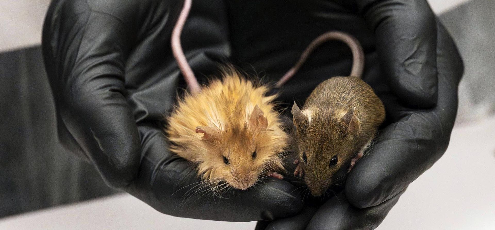 En esta fotografía de febrero de 2025 proporcionada por Colossal Biosciences se muestran ratones modificados genéticamente con pelo largo, grueso y lanudo en un laboratorio de Dallas, Texas. (Colossal Biosciences vía AP) En esta fotografía de febrero de 2025 proporcionada por Colossal Biosciences se muestran ratones modificados genéticamente con pelo largo, grueso y lanudo en un laboratorio de Dallas, Texas. (Colossal Biosciences vía AP)