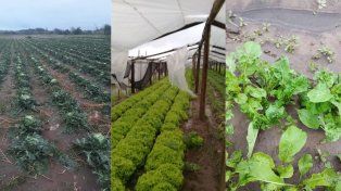 Las verduras santafesinas resistieron la tormenta y llegan con buena calidad y precio a las verdulerías