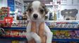 El cachorrito, de tres meses, dormía encerrado en un baño.