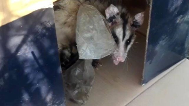 La madre y sus crías fueron soltadas en la zona rural de Roldán.