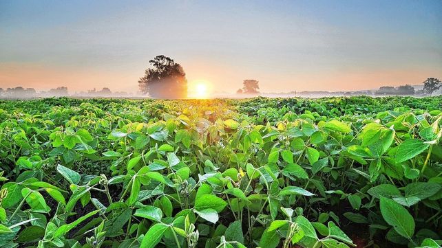 Producir más con menos: un paso firme hacia la agricultura regenerativa