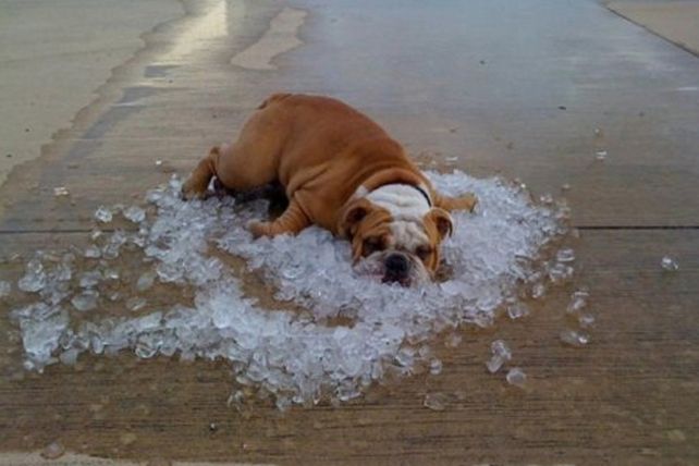 a que temperatura le gusta el agua a los perros