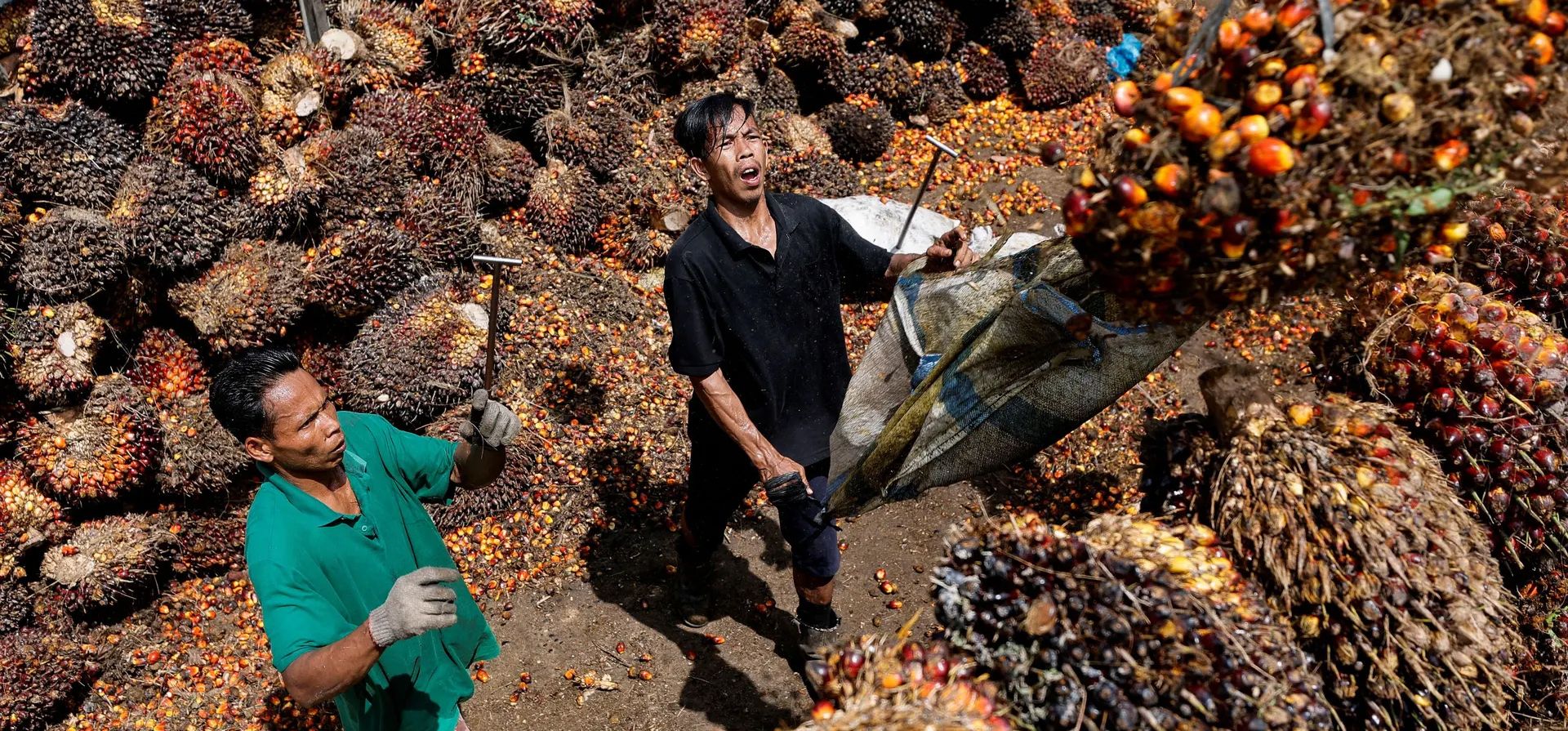Pekanbaru, Indonesia. Los trabajadores cargan racimos de fruta de aceite de palma para transportarlos a una fábrica, ya que Indonesia anuncia una prohibición de las exportaciones de aceite de palma a partir de esta semana. Fotografía: Willy Kurniawan/Reuters