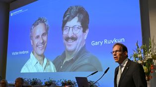 Este lunes se anunciaron los ganadores del Nobel de Medicina. Fue para dos estadounidenses&nbsp;