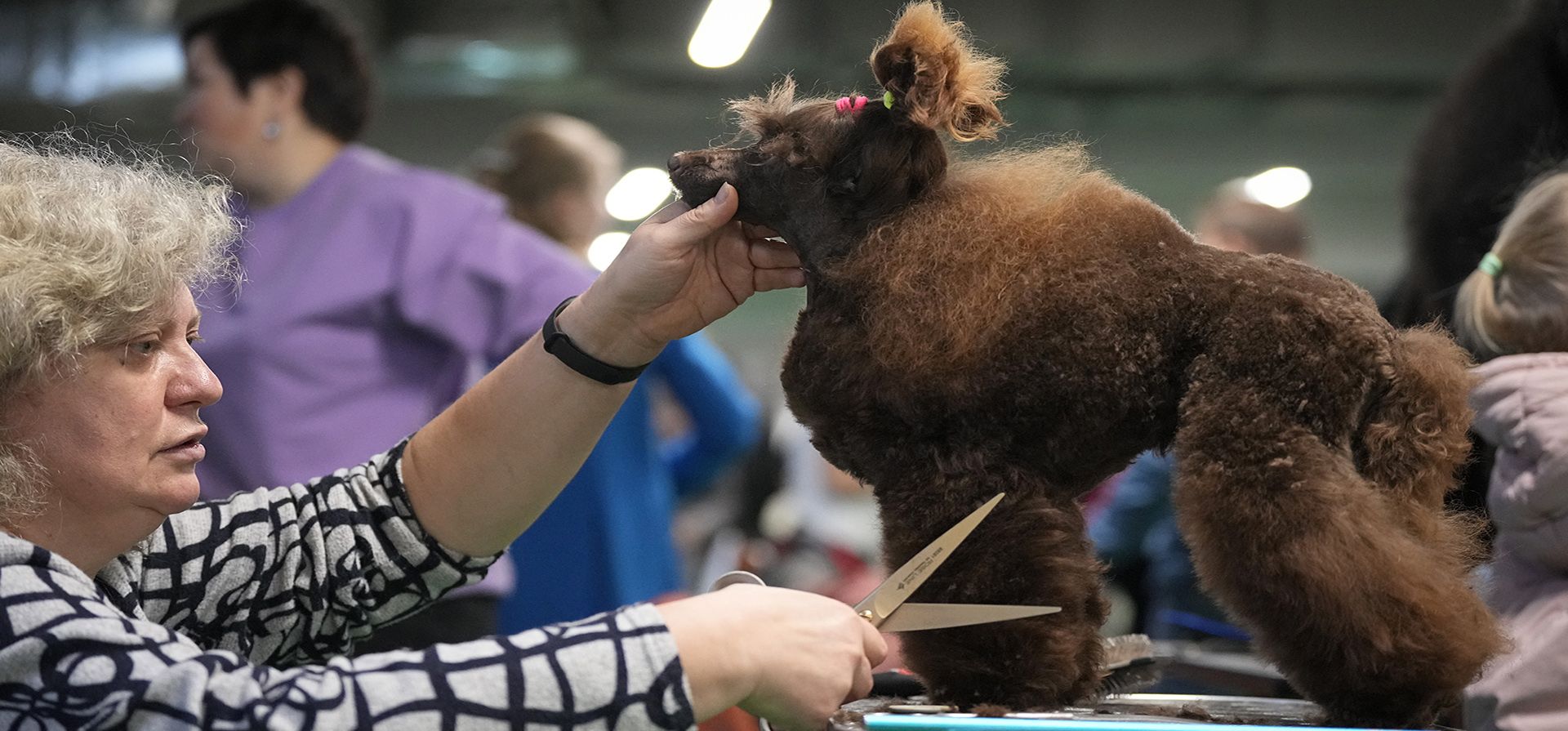 Una mujer prepara a su perro para una exposición canina en San Petersburgo, Rusia, el lunes 6 de noviembre de 2023. (Foto AP/Dmitri Lovetsky) Una mujer prepara a su perro para una exposición canina en San Petersburgo, Rusia, el lunes 6 de noviembre de 2023. (Foto AP/Dmitri Lovetsky)