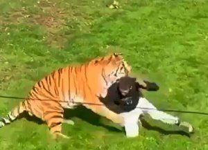 Inglaterra: un hombre murió tras el ataque de un tigre en un parque de vida silvestre