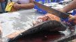 Semana Santa en Santa Fe: venderán pescado de río a precios accesibles y con stock limitado