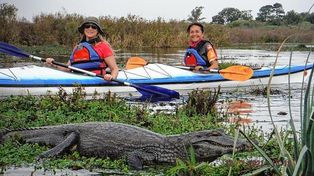 Esteros del Iberá: el placer de recorrer el lugar en kayak