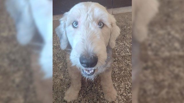 El colegio de Veterinarios salió al cruce de los escraches por la muerte de Floky. Tras el hallazgo del perro muerto