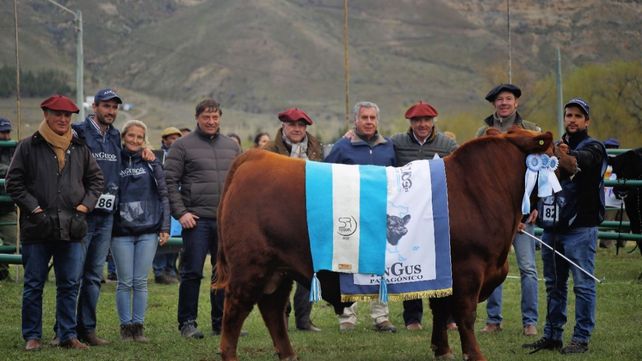 Angus en el sur. Hoy la postal de las rutas patagónicas muestra cada vez más rodeos negros y colorados.