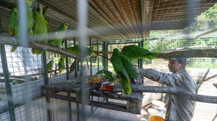 Decenas de loros están siendo rehabilitados en el centro de rescate La Esmeralda, en la ciudad de Santa Fe.