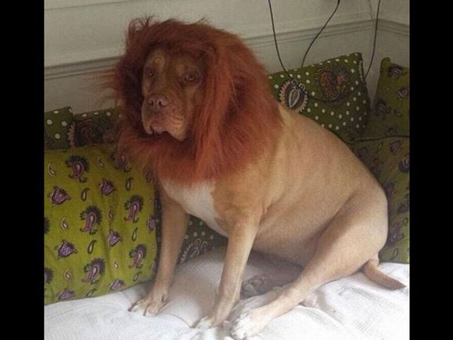 Para ahuyentar vecinos y ladrones disfrazó de león a su perro