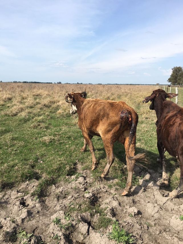 las vacas matan perros