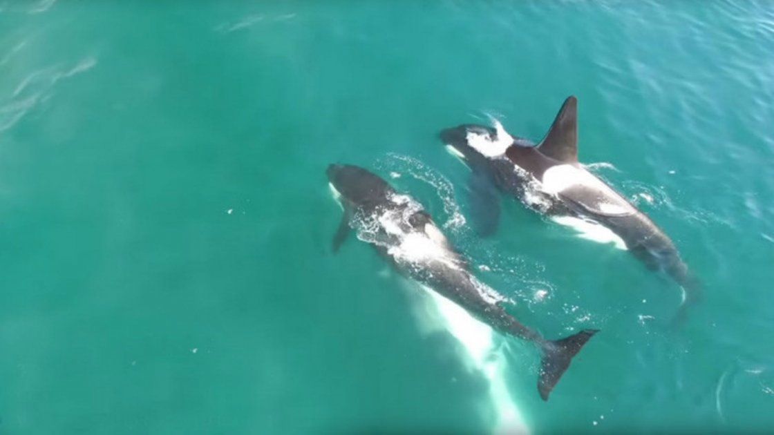 Un Grupo De Orcas Asesinas Le Da Caza Y Mata A Una Ballena Solitaria En ...