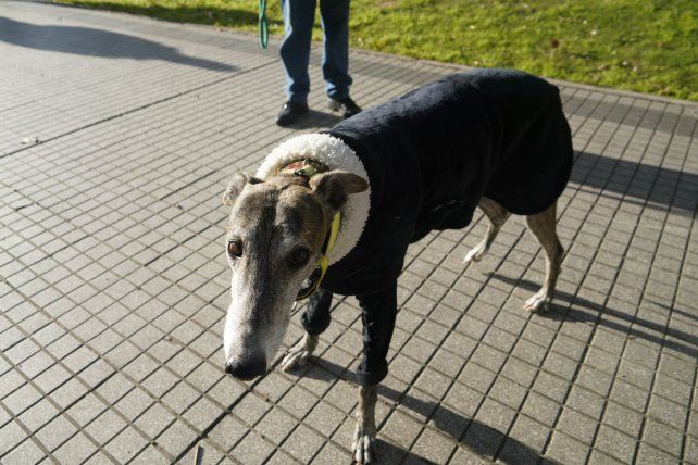 Hasta los perros se abrigan para protegerse del invierno en una de las semanas con clima más frío del año en Rosario