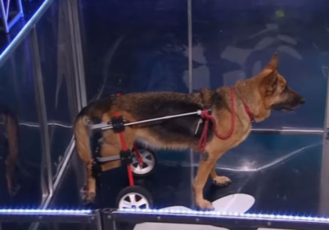 La perrita discapacitada que salió campeona del Especial perros