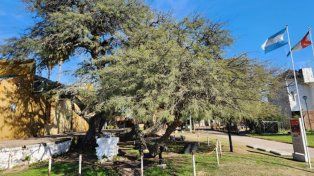 El General Manuel Belgrano descansó a la sombra del Algarrobo Histórico de Santo Tomé, cuentan las leyendas orales, antes de ingresar a Santa Fe&nbsp;