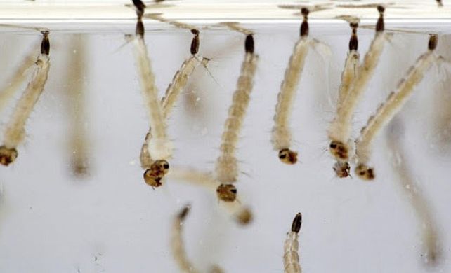 INTA presentó producto para combatir las larvas del aedes aegypti que puede usarse en agua potable