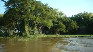 Adhieren al ordenamiento de bosques nativos santafesinos