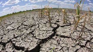 Emergencia agropecuaria en la provincia por la falta de lluvias