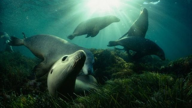 National Geographic presentó sus mejores fotografías de vida salvaje