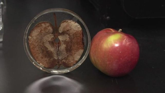 La innovadora forma de hacer crecer tejido humano en manzanas: ¿una revolución en medicina regenerativa?