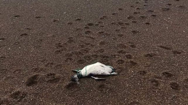 Los cuerpos de los pingüinos aparecieron en una playa de Chubut con cuerdas y residuos plásticos en sus cuellos