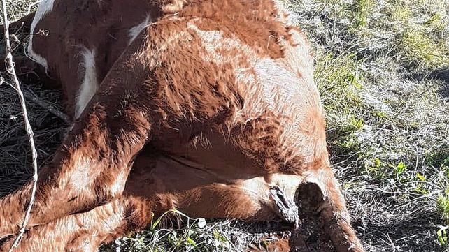 Investigan el caso de una vaca mutilada cerca de Hasenkamp
