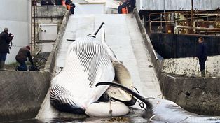 Japón compró 2 mil toneladas de carne de ballena a Islandia