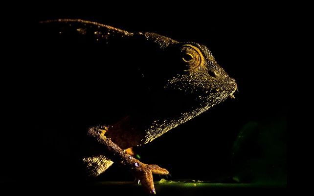 Las maravillosas imágenes que celebran la diversidad de la flora y fauna del planeta