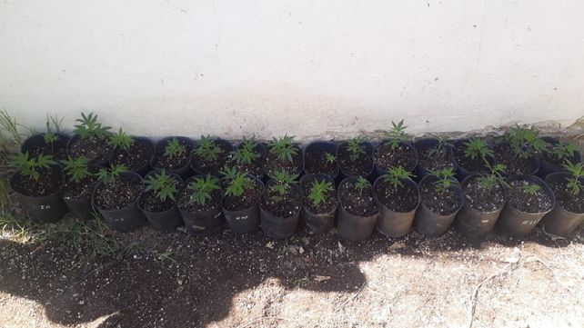 Hallaron 480 plantas de marihuana en un invernadero