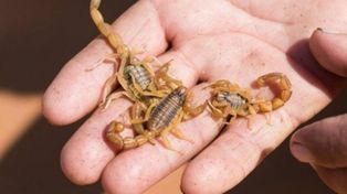 Una nena de 2 años tuvo que ser hospitalizada por picadura de alacrán