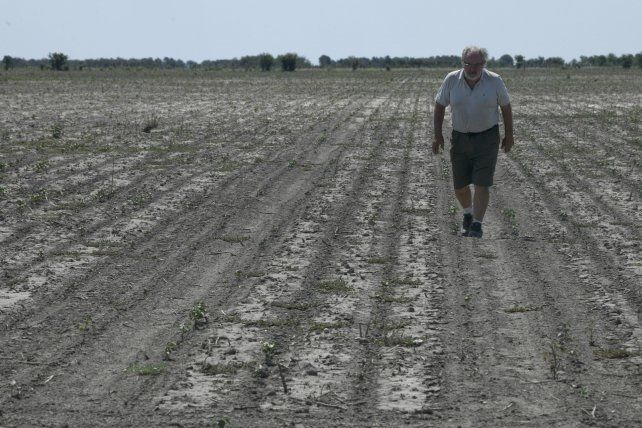 El productor Pablo Giailevra camina sobre su campo de algodón atrofiado durante la sequía en Tostado, extremo norte de la provincia de Santa Fe. La crisis prolongada en el riego está afectando los principales cultivos de soja, algodón, maíz y trigo del país.