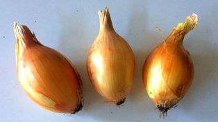 El Inta presentó una nueva variedad de cebolla de alto rendimiento