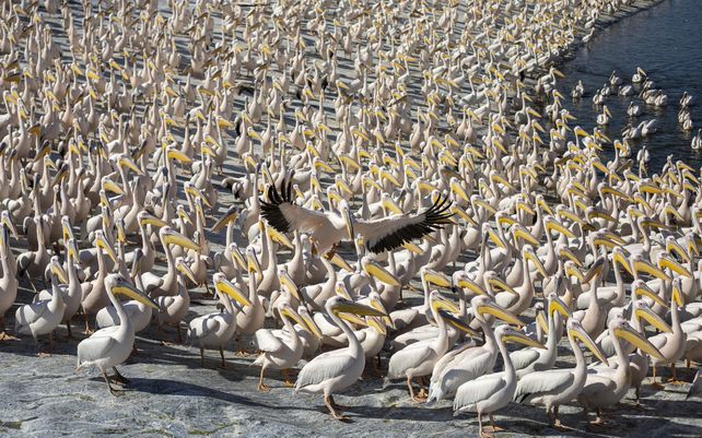 Miles de pelícanos se detienen en un embalse para obtener alimentos proporcionados por la autoridad israelí de reservas naturales mientras se dirigen a África.