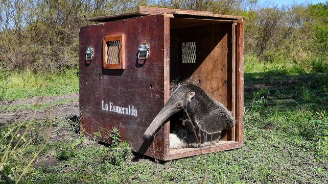 Un oso hormiguero gigante y un aguará guazú volvieron a su hábitat
