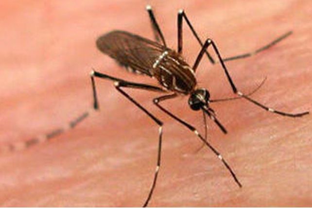 Dengue: el índice larvario indicó que el nivel de la ciudad es “óptimo”