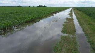En los departamentos del norte de Santa Fe solo pudieron concretarse, de manera puntual y según la accesibilidad a los lotes, aplicaciones de fertilizantes, herbicidas e insecticidas, siembra de maíz tardío y monitoreos sanitarios.