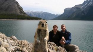 Una ardilla se filtr&oacute; en una foto y se convirti&oacute; en superestrella de la web