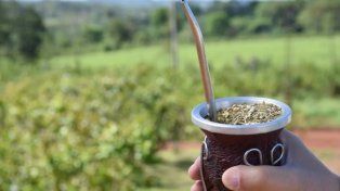 Mate y salud: ciencia en cada sorbo, los beneficios y mitos bajo la lupa