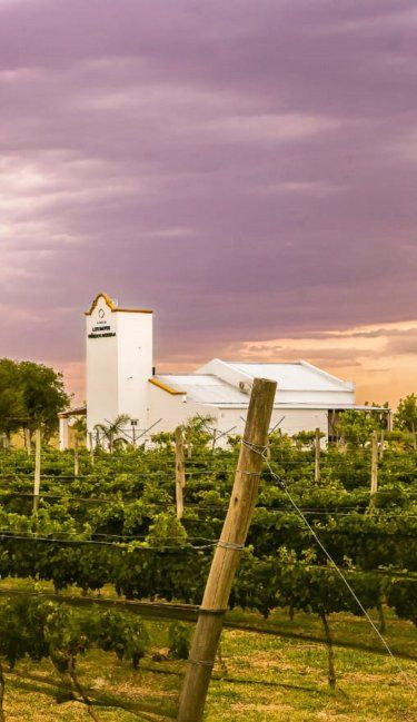 De buena cosecha: las bodegas que impulsan el negocio vitivinícola en Entre Ríos