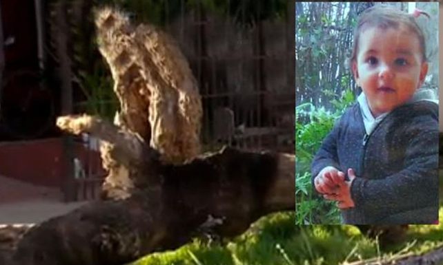 Murió una nena de dos años aplastada por un árbol