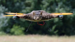 Usa animales muertos para hacer drones