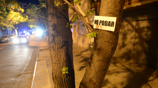 Plantar 20 mil árboles