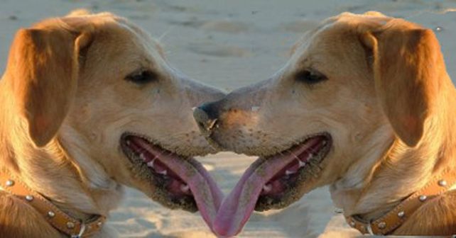 Perros clonados, nuevo producto tecnol&oacute;gico surcoreano nada barato