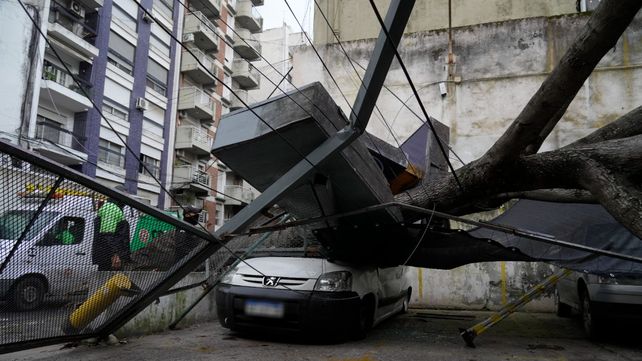 Dos árboles de gran porte se cayeron en la vía pública