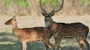 La invasión de animales salvajes arrasa con la producción y causa estupor en el campo