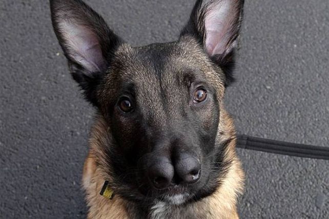 Snuffles, el perro de dos narices, consiguió dueño