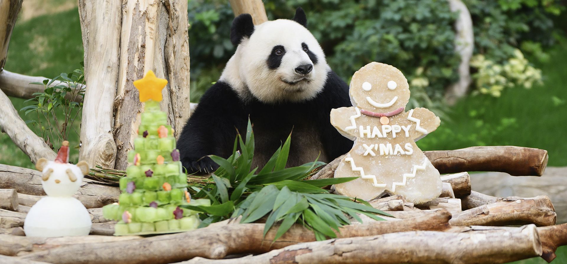 En esta fotografía difundida por Hong Kong Ocean Park, el panda gigante Ying Ying posa con golosinas navideñas en el Ocean Park de Hong Kong el 19 de diciembre de 2024. (Hong Kong Ocean Park vía AP) En esta fotografía difundida por Hong Kong Ocean Park, el panda gigante Ying Ying posa con golosinas navideñas en el Ocean Park de Hong Kong el 19 de diciembre de 2024. (Hong Kong Ocean Park vía AP)