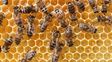 abejas